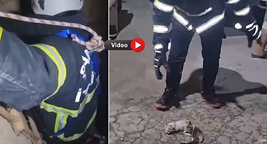 Urfa’da Havalandırma Boşluğuna Düşen Yavru Kediler Kurtarıldı