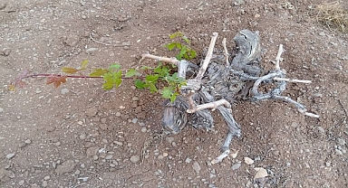 Urfa’da Kuraklık Alarm Veriyor: Fıstıkta Rekolte Düştü, Üzümde Yaprak Yok