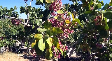 Urfa'daki Fıstık Üretim Sorunları Meclis Gündeminde