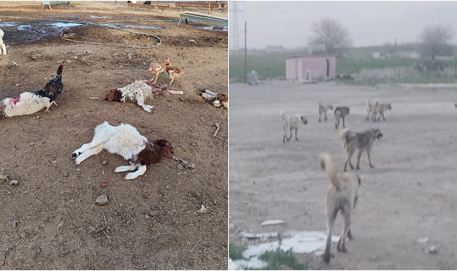 Viranşehir’de Sokak Köpekleri 25 Kuzuyu Telef Etti: Muhtar İsyan Etti