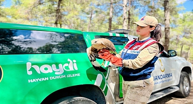 Viranşehir’de Yaralı Kartal HAYDİ Ekiplerince Kurtarıldı