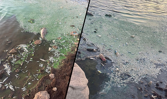 Viranşehir'deki Gölette Toplu Balık Ölümleri: Vatandaşlar İnceleme Talep Ediyor