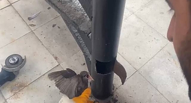 Yangın Merdiveninde Sıkışan Kırlangıç, İtfaiye Tarafından Kurtarıldı