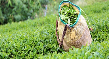 Yaş Çay Alım Fiyatı Kilogram Başına 25,44 Lira Olarak Belirlendi