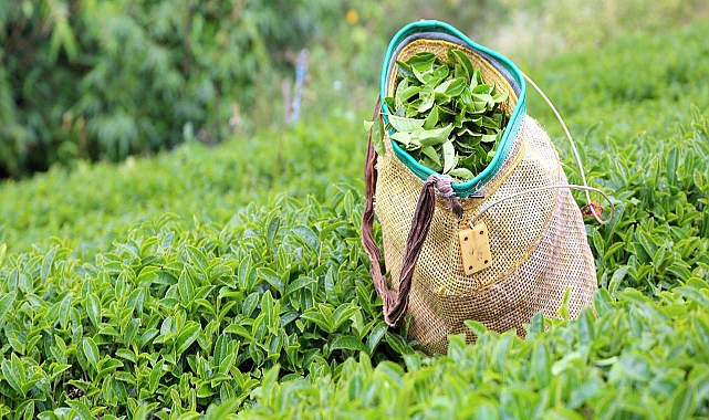 Yaş Çay Alım Fiyatı Kilogram Başına 25,44 Lira Olarak Belirlendi