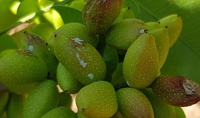 Ziraat Fakültesi, Dolu'dan Zarar Gören Fıstık Ağaçlarına Çözüm Üretti
