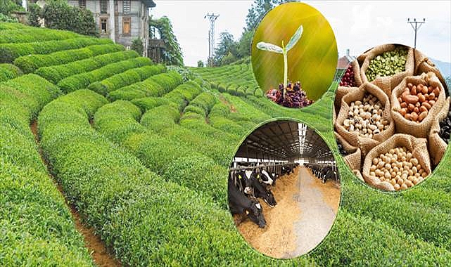 5.5 Milyar Liralık Destekleme Ödemesi Bugün Hesaplara Aktarılıyor