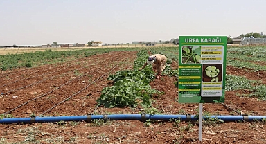 Büyükşehir, İlk Ata Tohumu Hasadını Gerçekleştirdi