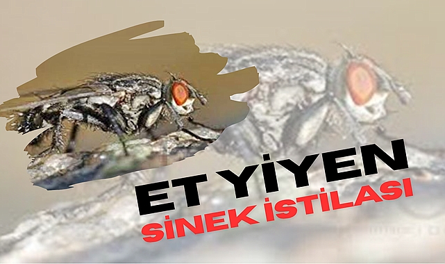 Et Yiyen Sinek Alarmı: "Yeni Dünya Vida Kurdu" Geri Döndü