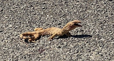 Harran Ovası’nda Nesli Tükenmekte Olan ‘Çöl Varanı’ Görüntülendi