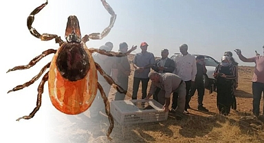 Kene ile Mücadelede Keklik ve Sülünler Doğaya Salınıyor