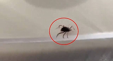 Kırım Kongo Kanamalı Ateşi (KKKA) Hastalığı: Bilinmesi Gerekenler