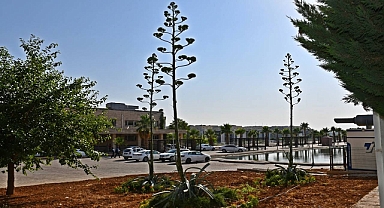 Sabır Çiçeği Harran Üniversitesi’nde Açtı