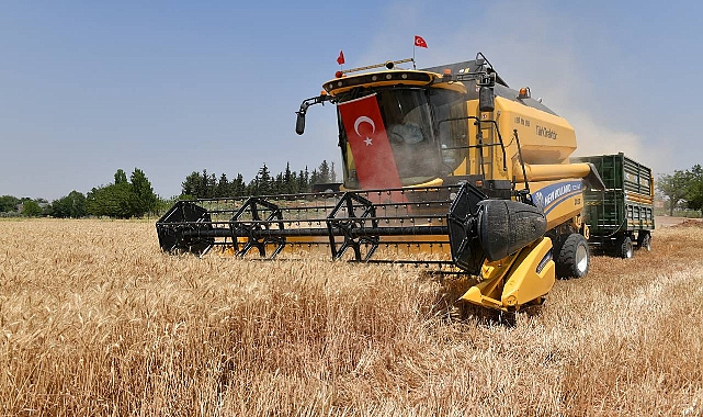 Şanlıurfa’da Buğday Hasadı Devam Ediyor