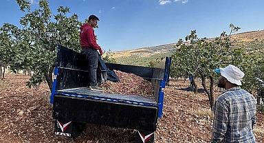 Şanlıurfa’da Fıstık Ağaçları Kuruyor: Üretici Susuzluk Nedeniyle İsyanda