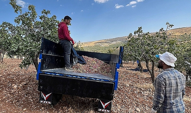 Şanlıurfa’da Fıstık Ağaçları Kuruyor: Üretici Susuzluk Nedeniyle İsyanda