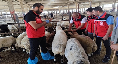 Şanlıurfa’da Hayvan Sağlığı İçin Denetimler Sürüyor