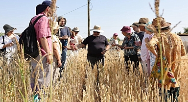 Şanlıurfa’da Uluslararası Buğday Hasadı Festivali Başladı