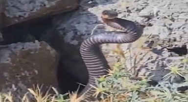 Şanlıurfa'da Zehirli Yılan Alarmı!