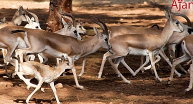Urfa Ceylanları Doğaya Kazandırılıyor: 3 Bini Aştılar