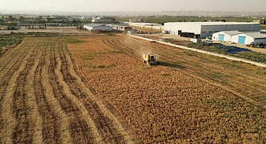 Urfa’da 90 Dönümlük Alanda Nohut Hasadı Gerçekleşti