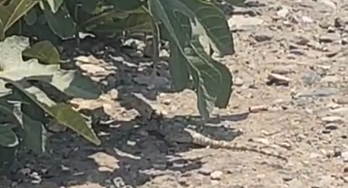 Urfa’da Nadir Görülen Dev Çöl Varanı Görüntülendi