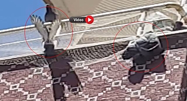 Viranşehir'de Kuşlar Kuş Filesine Asılı Kaldı!