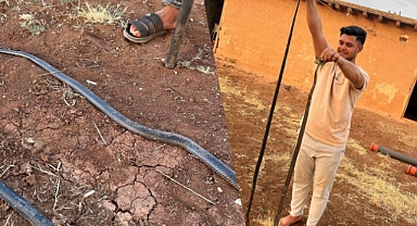 Viranşehir’de Yılan Alarmı: Kırsal Mahallelerde Evlerin İçine Girmeye Başladılar