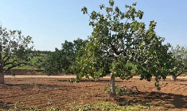 Antepfıstığı Hırsızları Yine İş Başında!