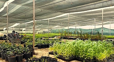 Eyyübiye’nin Çiçekleri Eyyübiye Serakent’ten