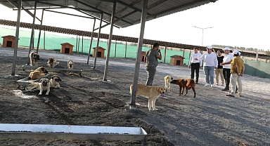 Eyyübiye, Sokak Hayvanları Sorununu Çözdü