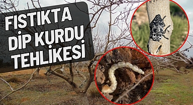 Fıstıkta Dip Kurdu Tehlikesi! Uzmanlardan Uyarı ve Mücadele Önerileri