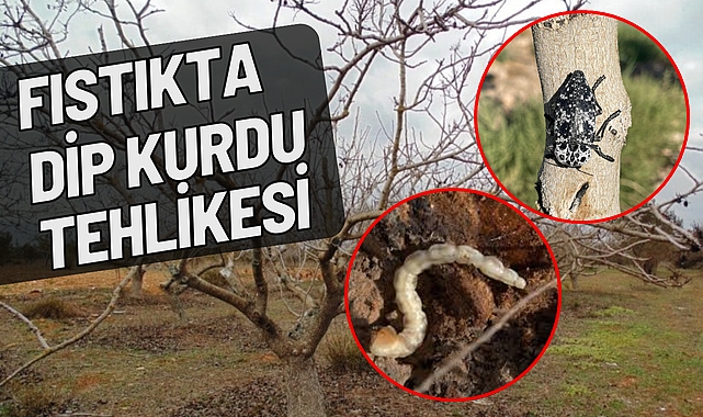 Fıstıkta Dip Kurdu Tehlikesi! Uzmanlardan Uyarı ve Mücadele Önerileri