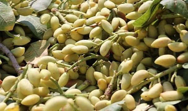 Urfa'da Su Altı Fıstık Fiyatı Belirlendi