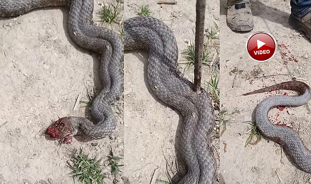 Karaköprü'de Eve Girmeye Çalışan Dev Yılan Korku Dolu Anlar Yaşattı