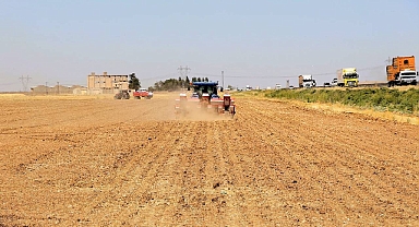 Şanlırfa’da Yasağa Rağmen Mısır Ekimi Devam Ediyor
