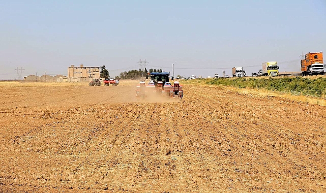 Şanlırfa’da Yasağa Rağmen Mısır Ekimi Devam Ediyor