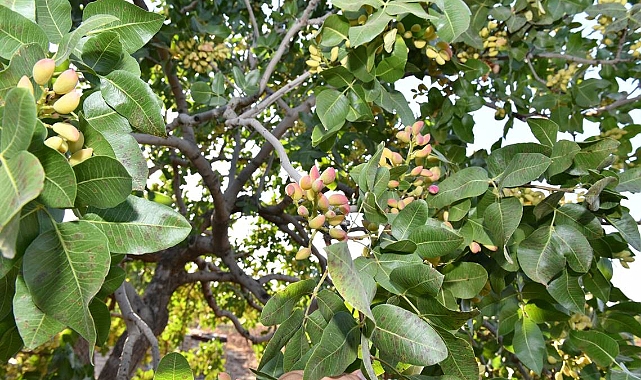 Şanlıurfa’da Fıstık Fiyatları Güncellendi!
