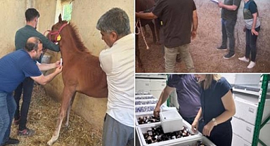 Şanlıurfa’da Hayvan Sağlığı Çalışmaları Aralıksız Sürüyor