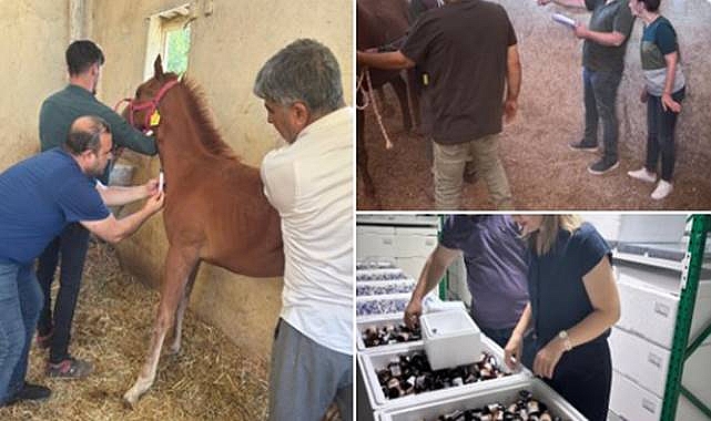 Şanlıurfa’da Hayvan Sağlığı Çalışmaları Aralıksız Sürüyor