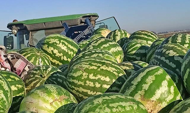 Şanlıurfa’da karpuz tarlada kaldı: Kilosu 3 TL’ye düştü