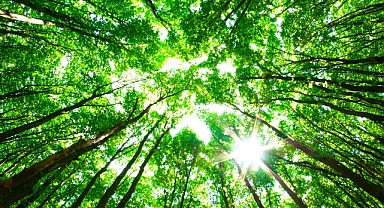 Şanlıurfa'da Ormanlara Giriş ve Ateş Yakmak Yasaklandı