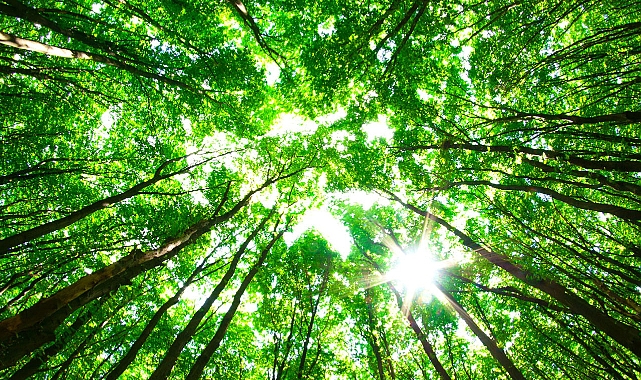 Şanlıurfa'da Ormanlara Giriş ve Ateş Yakmak Yasaklandı