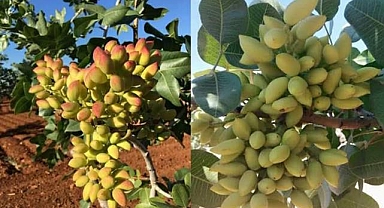 Şanlıurfa’da Su Altı Fıstık Fiyatı 220 TL Olarak Belirlendi