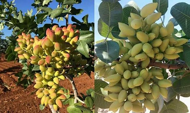 Şanlıurfa’da Su Altı Fıstık Fiyatı 220 TL Olarak Belirlendi