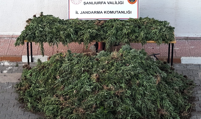 Şanlıurfa’da Uyuşturucuya Geçit Yok: Siverek’te Büyük Operasyon