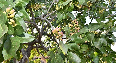 Şanlıurfa’da Yeni Sezon Fıstık Fiyatı Belli Oldu!