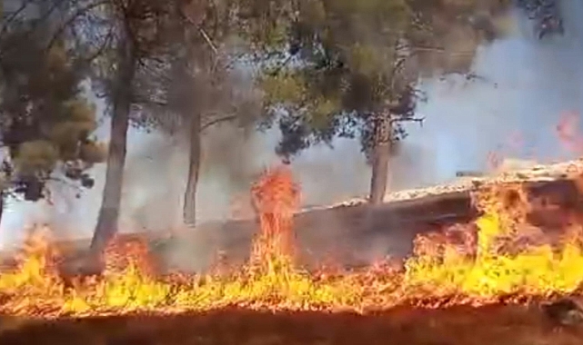 Eyyübiye’de Ağaçlık Alanda Yangın Paniği: İlk Müdahale Mahalle Gençlerinden