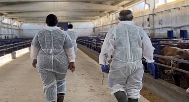 Şap Aşısında Yoğun Mesai: Gıda Güvencesi İçin Sahadalar