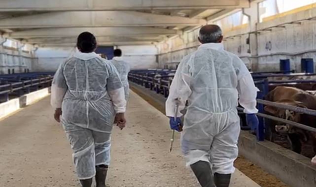 Şap Aşısında Yoğun Mesai: Gıda Güvencesi İçin Sahadalar